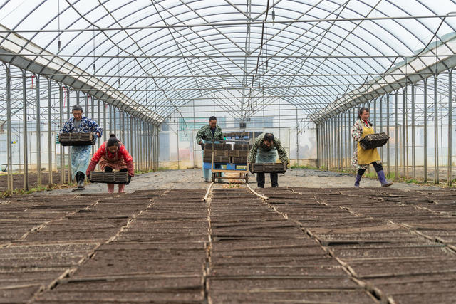 农业 粮食生产 早稻育秧 集中育秧 农业社会化服务