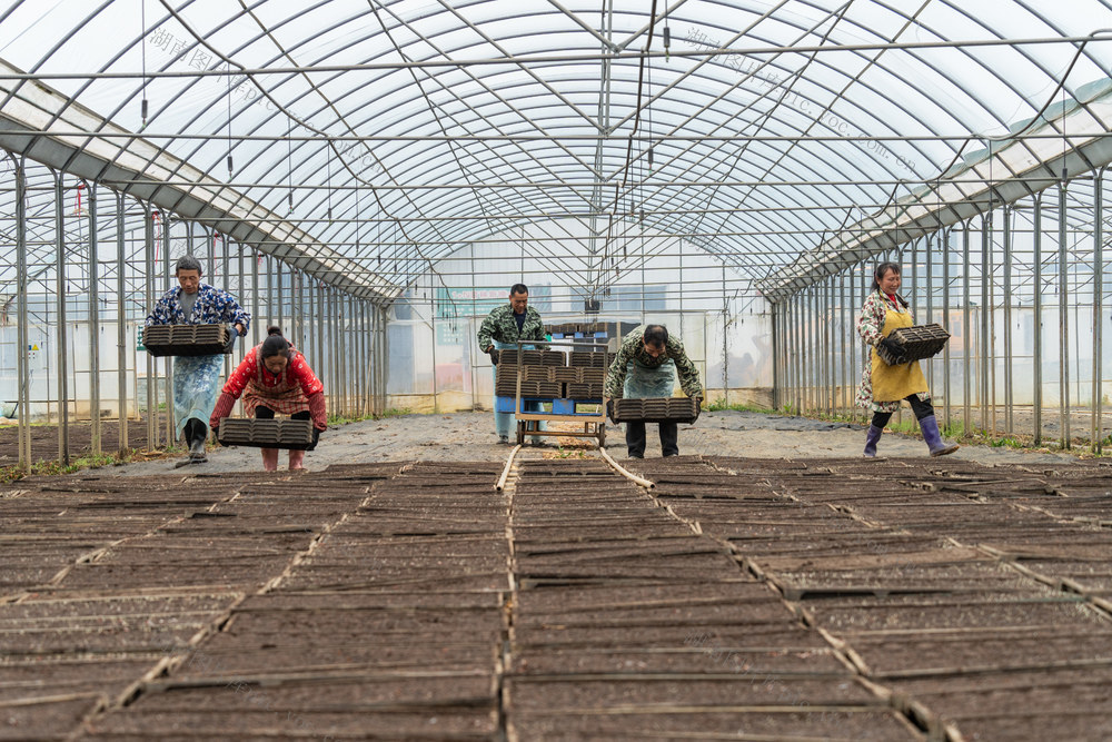 农业 粮食生产 早稻育秧 集中育秧 农业社会化服务