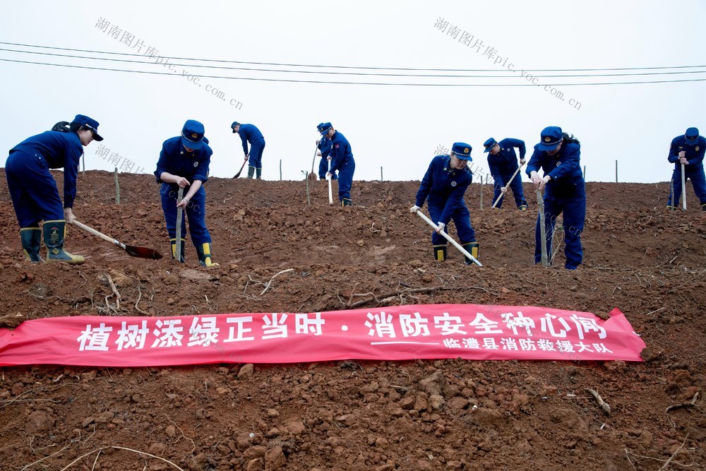 消防 植树