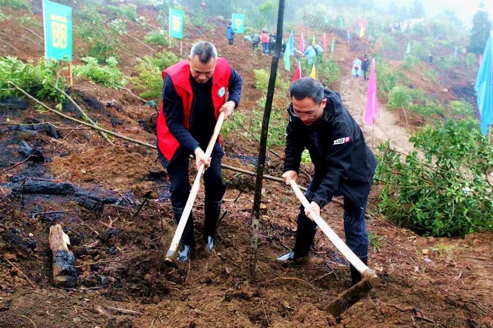 植树  志愿者 崀山  添绿