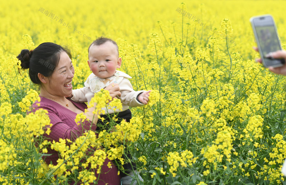 油菜花
道县
春光