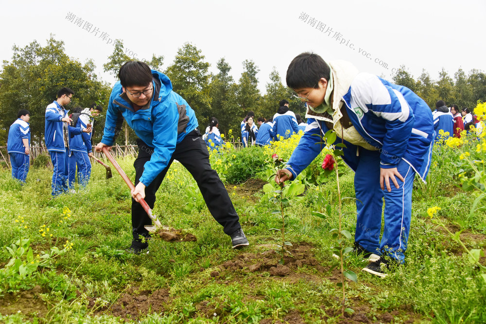 植树节  中学生  旅游景区  义务植树