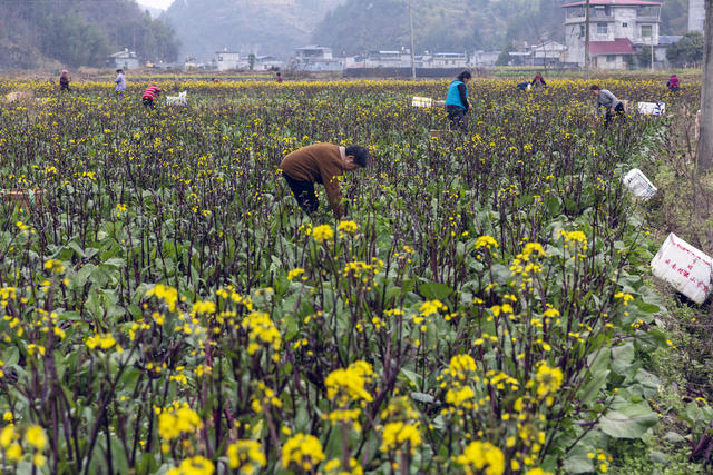 红菜苔 上市 收割