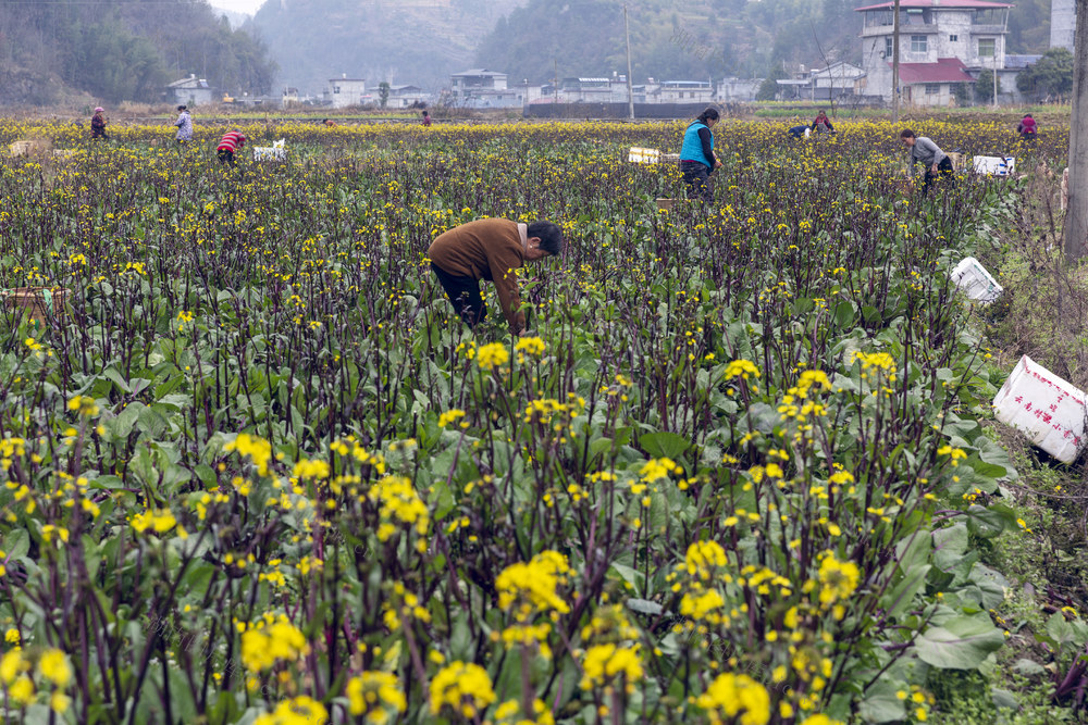 红菜苔 上市 收割