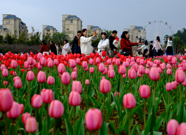 郁金香盛开，湖南省植物园