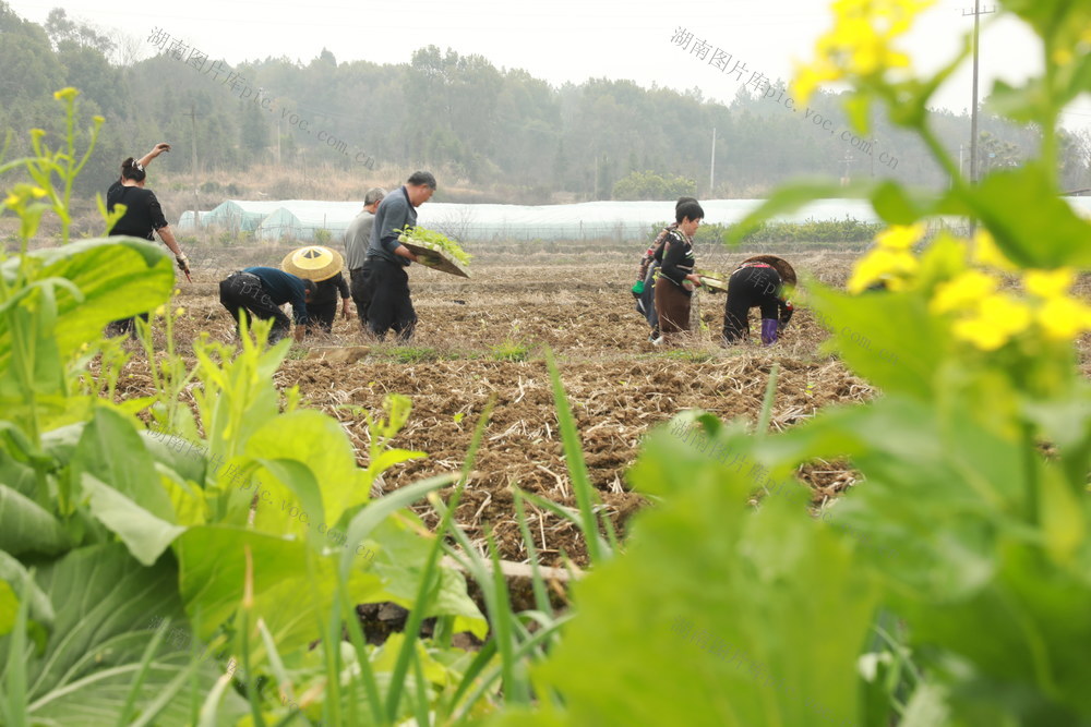 人勤 春光好 烟苗 移栽 忙