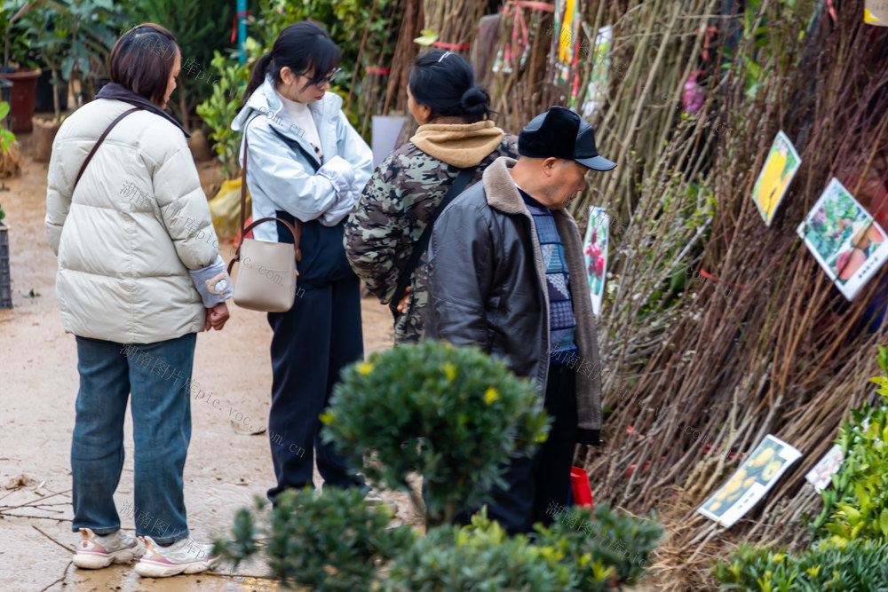 苗木  湘西  市场  春天