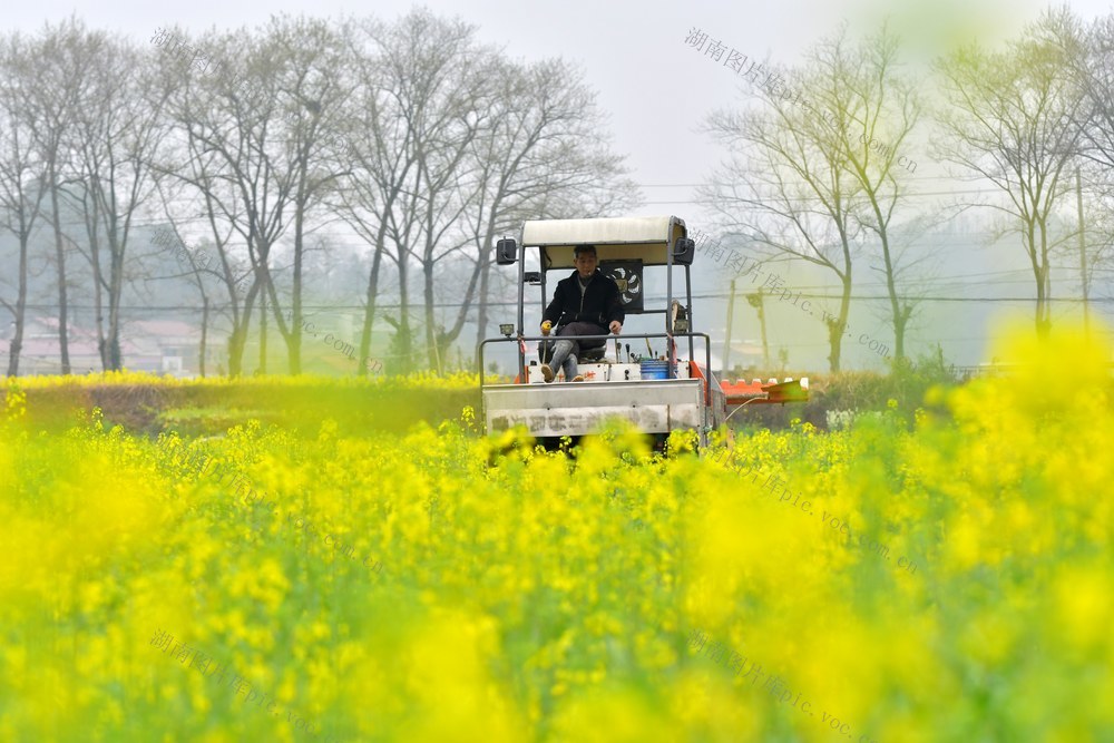 春天  春耕  春播  农机  育秧