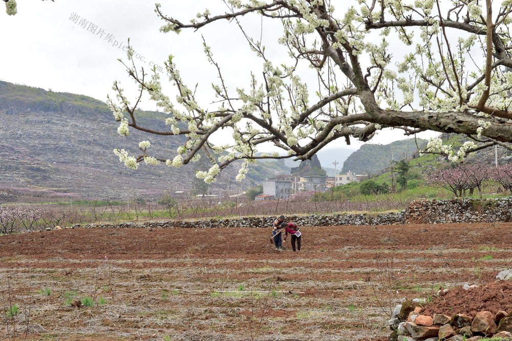   香花井村 农事 春耕生产  