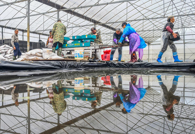 早稻
道县
育秧