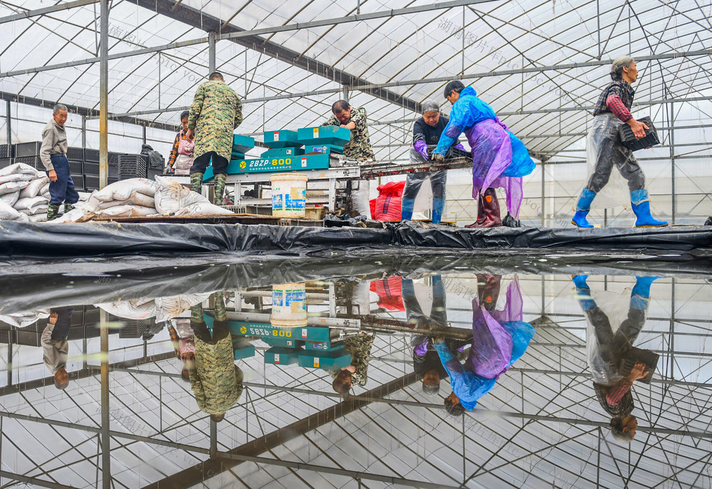 早稻
道县
育秧