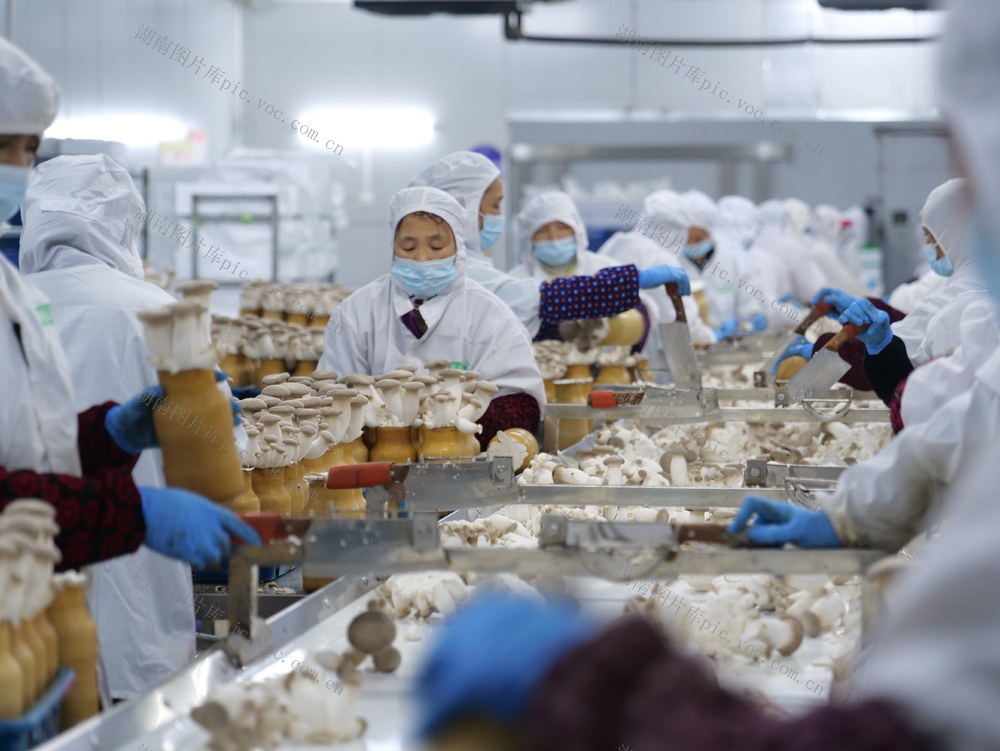 瓶栽 杏鲍菇 出口