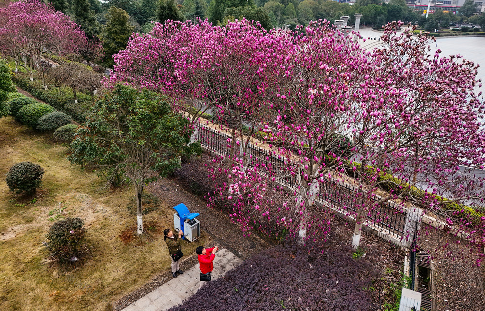 玉兰花  花开  春天  春光  自然  风景