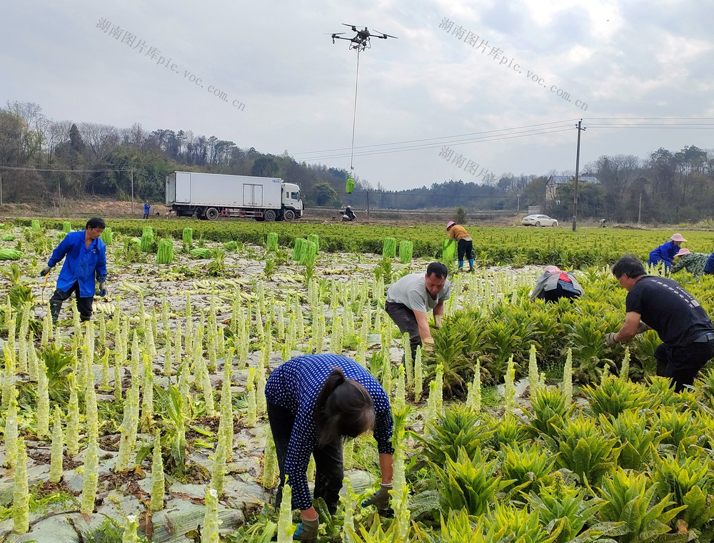 现代农业园  莴笋大丰收