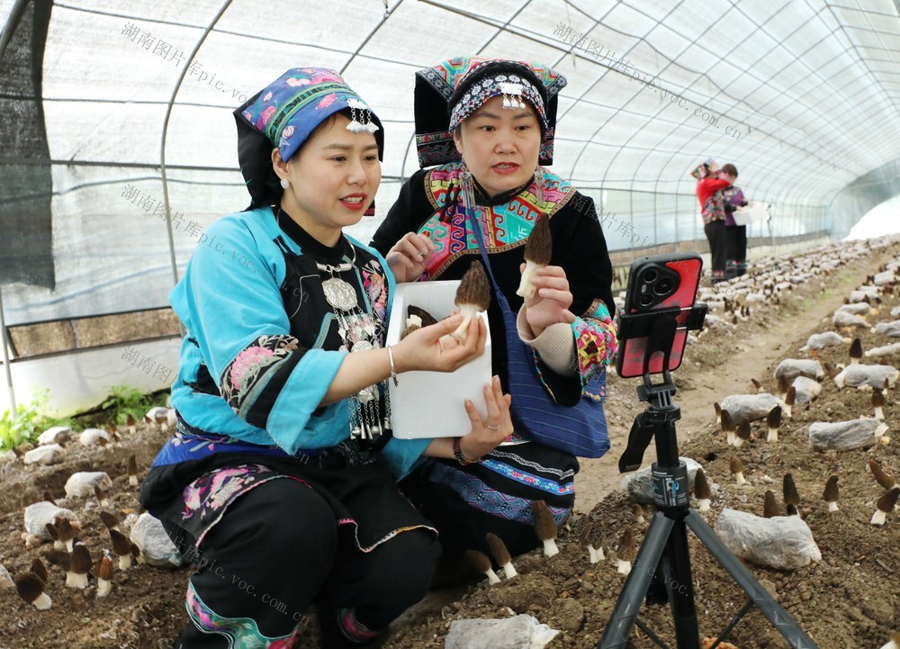 直播带货      助农增收