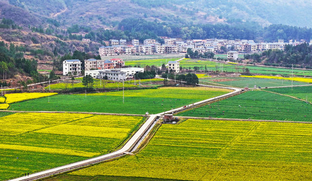 乡村  和美  菜花  画卷  风光