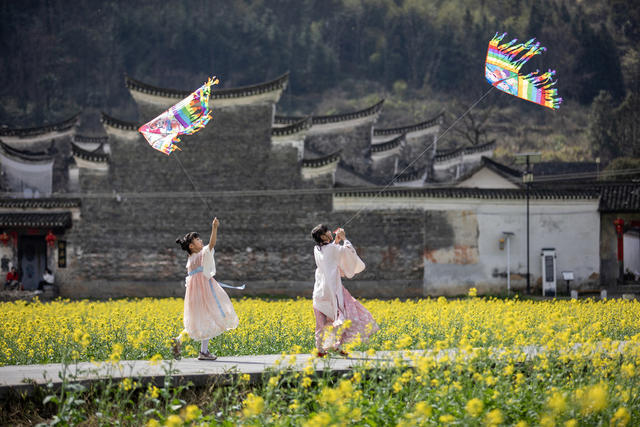 油菜花