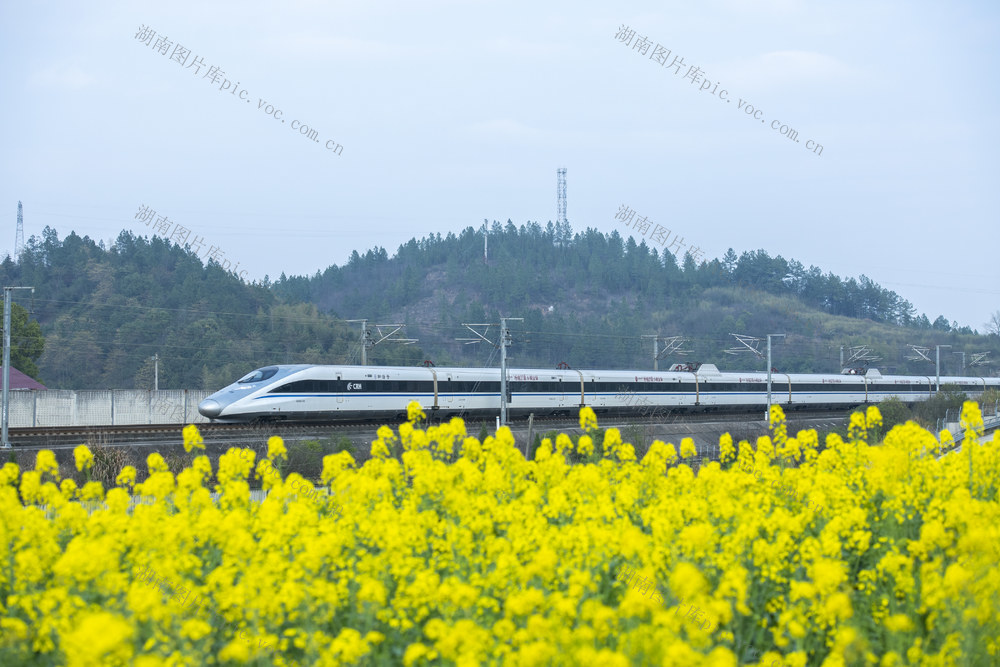 娄底 高铁 春日  油菜花