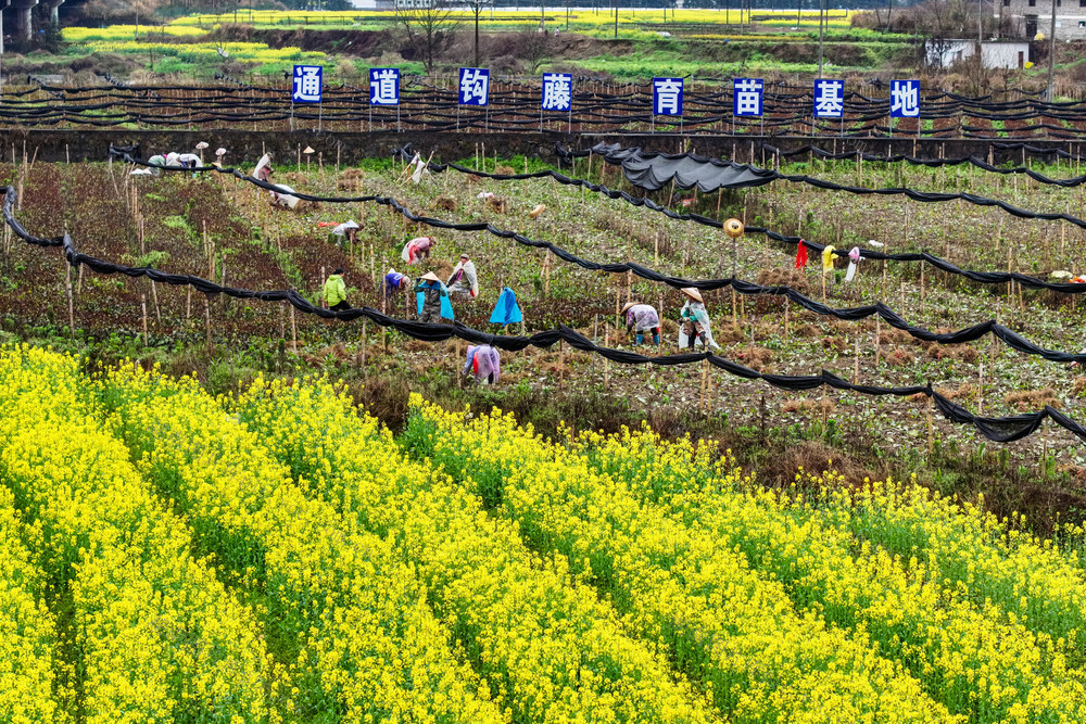 钩藤 产业 中药 苗木 移栽
