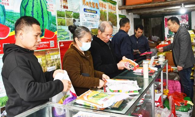 购稻种   备春耕