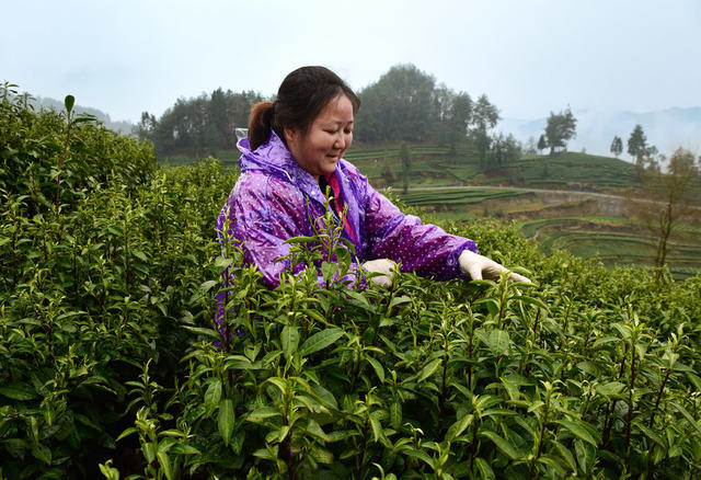 春茶 开采 茶农 增收 市场