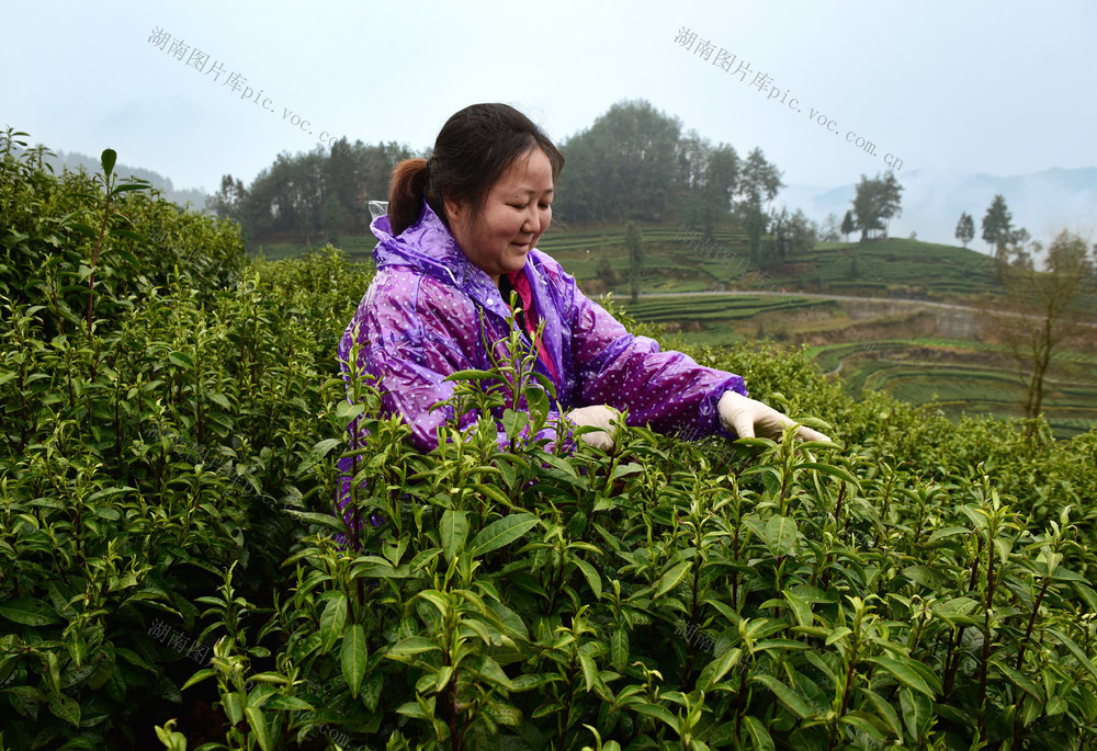春茶 开采 茶农 增收 市场