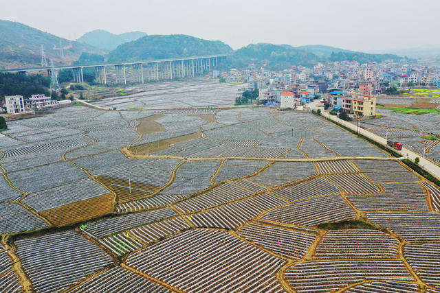 蓝山：春日农田美