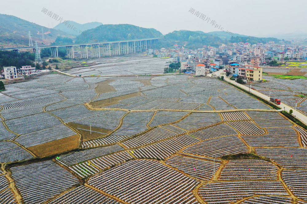 蓝山：春日农田美