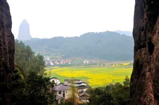 油菜花 游客 游玩