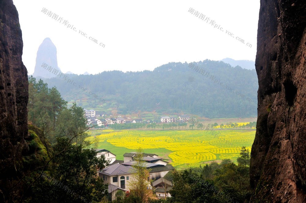 油菜花 游客 游玩