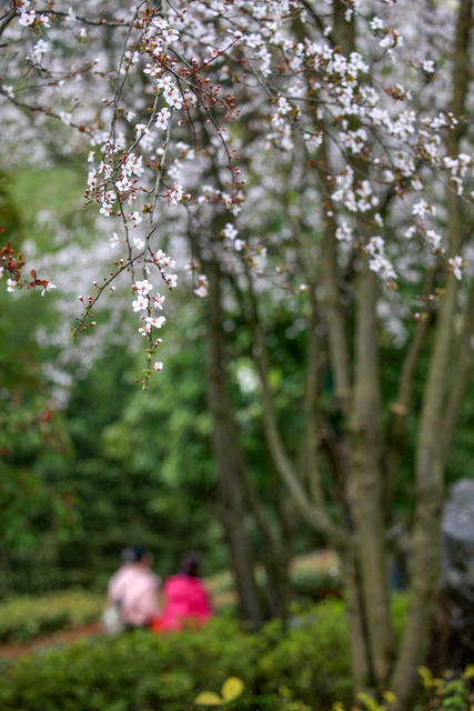 湖南，湘西，鲜花，春光，游人，大自然，踏青，赏花