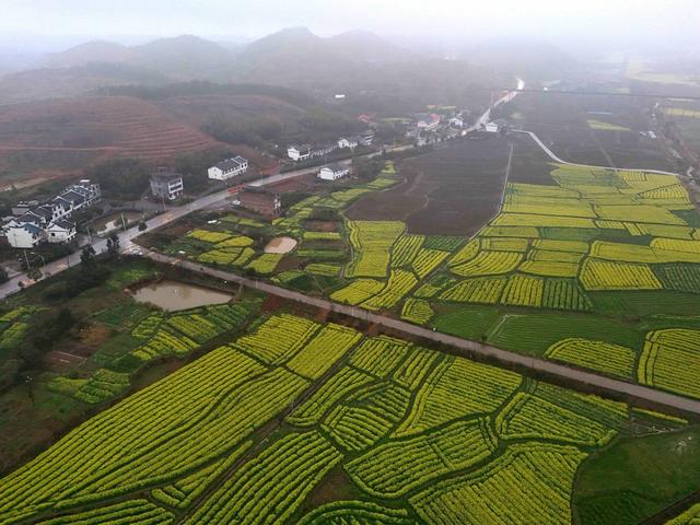 油菜花  村庄 美丽乡村 春天  自然风光  
