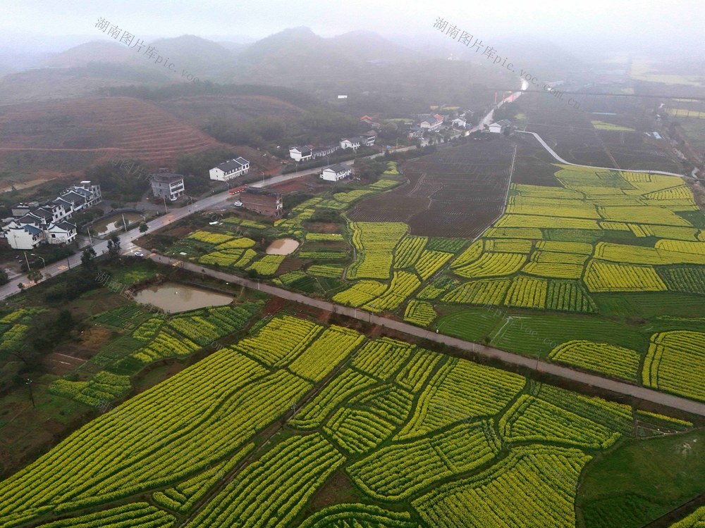 油菜花  村庄 美丽乡村 春天  自然风光  