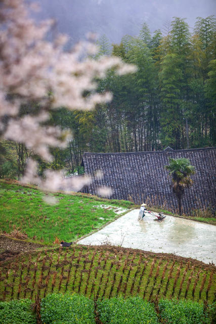 湖南，龙山，春耕，山花，细雨，田间，水墨画
