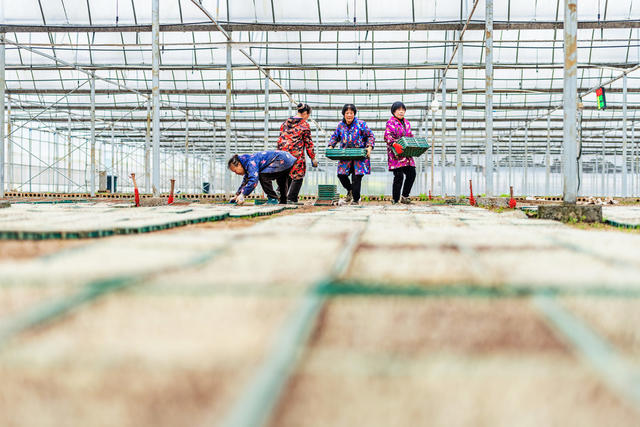 粮食生产  早稻育秧