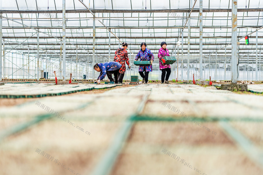 粮食生产  早稻育秧