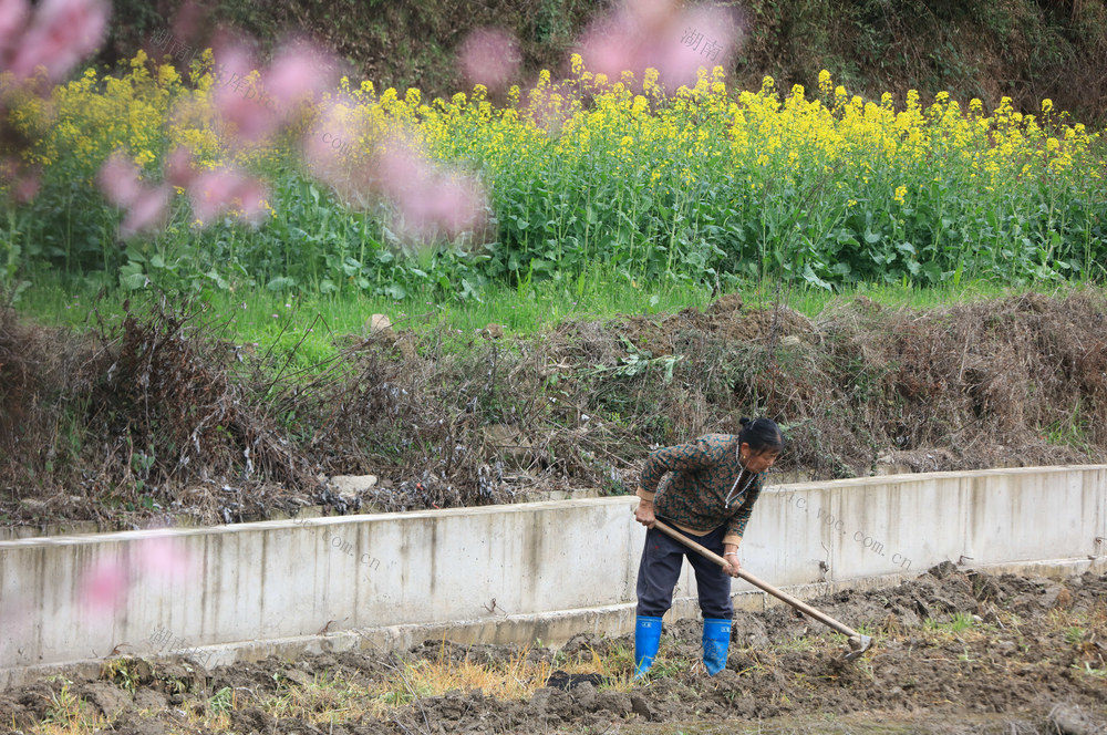 春天 农忙 张家界