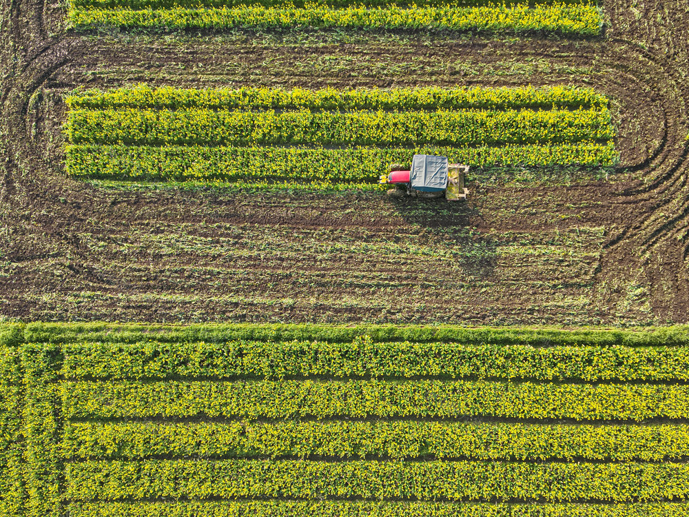 春耕   春节   生产  农业  蔬菜  种植  农田  农民 