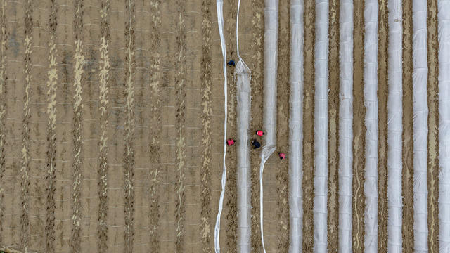 早稻  育秧  农民  田间  春耕