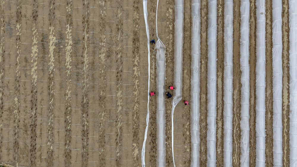 早稻  育秧  农民  田间  春耕