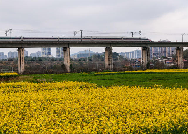 油菜花  高铁  动车  列车  花海  春天  旅游  风景