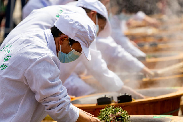 茶叶  技能  湘西  春茶  