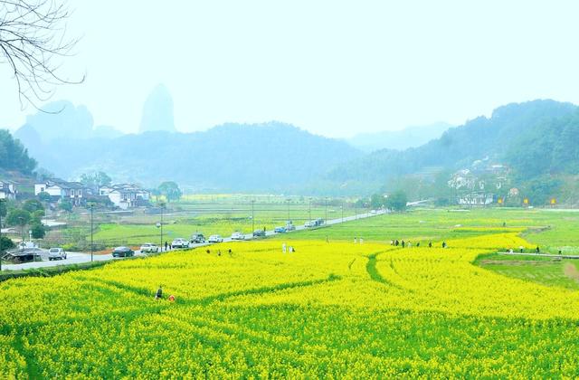 石田 游客 赏花