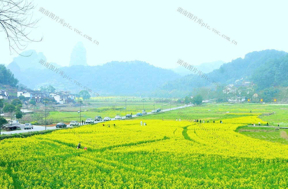 石田 游客 赏花