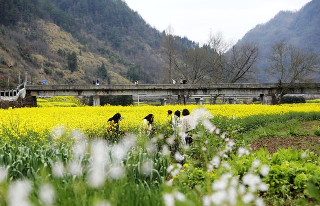 凤凰 沱江镇 官庄村 油菜花盛开  赏花拍照  春光融融  踏青游玩 乐享春日时光 