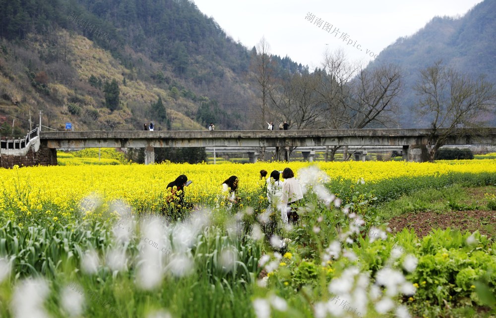 凤凰 沱江镇 官庄村 油菜花盛开  赏花拍照  春光融融  踏青游玩 乐享春日时光 
