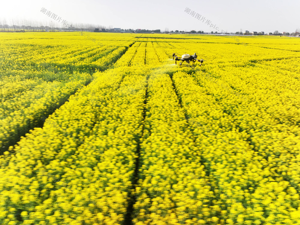 油菜春管  盛花期  植保无人机  空中管护