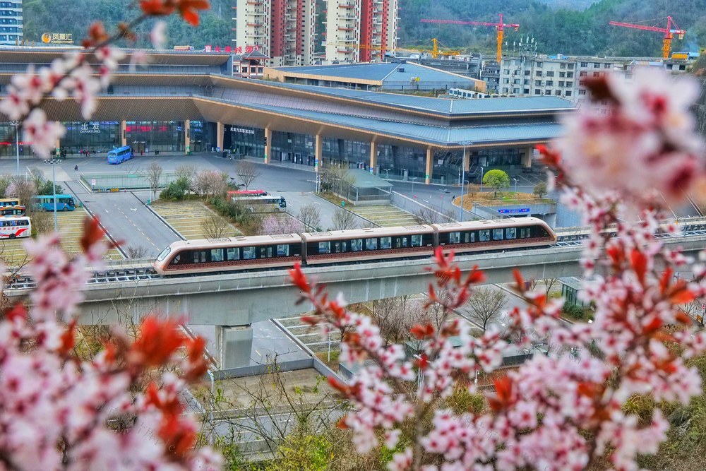 春日   凤凰磁浮  “花漾专列”