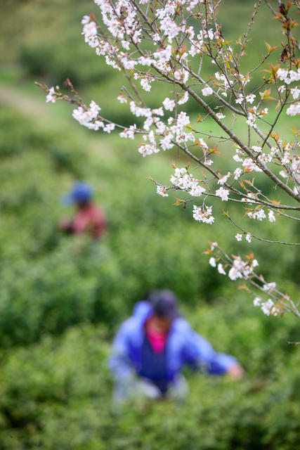 湖南，龙山，茶园，采摘，春茶，鲜叶，市场
