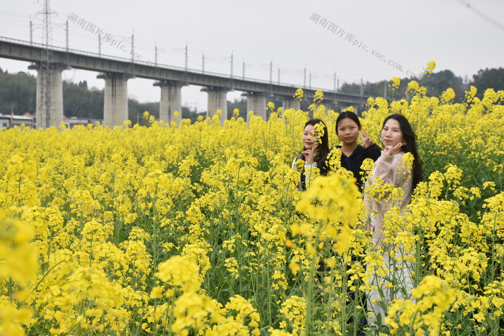 油菜花开迎游客